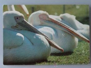 Postais: POSTAL DE MADRID / ANIMALES. AÑO 1979. ZOO CASA DE CAMPO, PELICANO BLANCO. 1653.